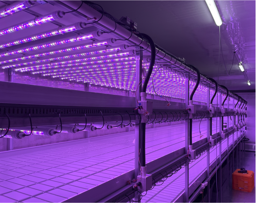 Comentários positivos de nossos clientes coreanos sobre a caixa LED T8