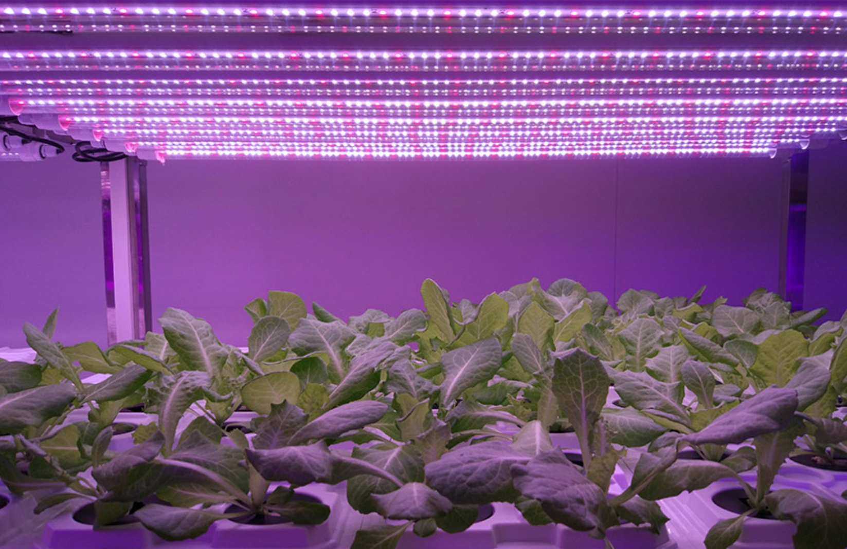 Aplicação da iluminação de plantas LED na China